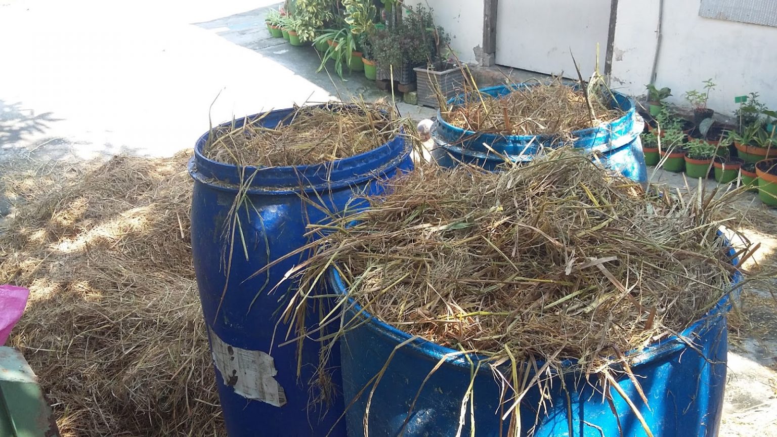 cara membuat pakan fermentasi basah untuk kambing
