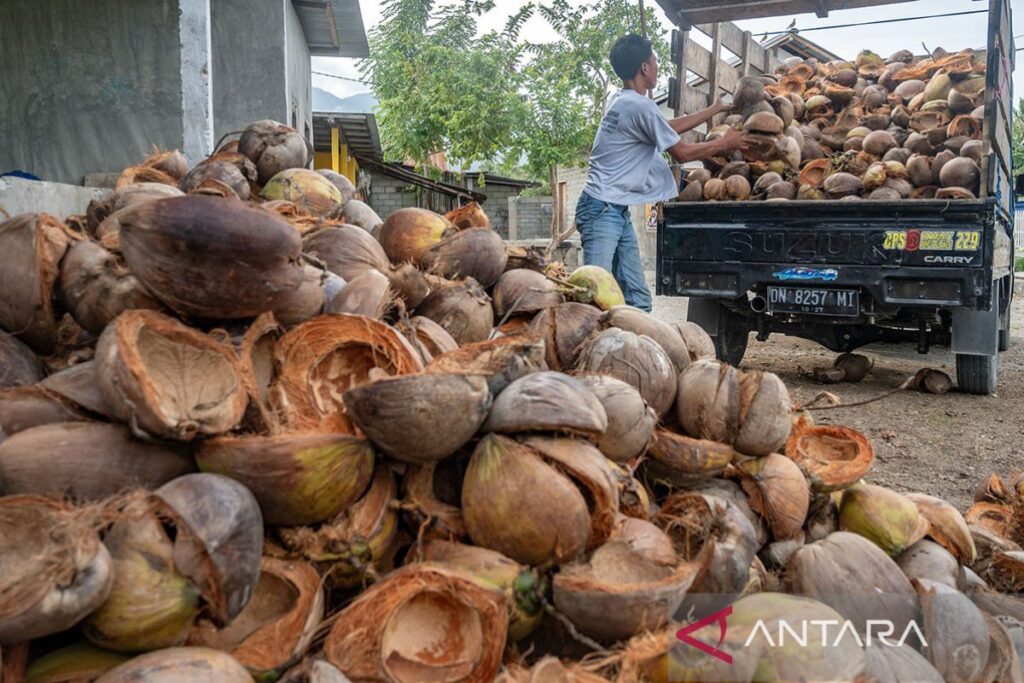 kulit kelapa muda