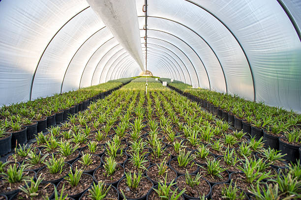 layanan konstruksi greenhouse pertanian