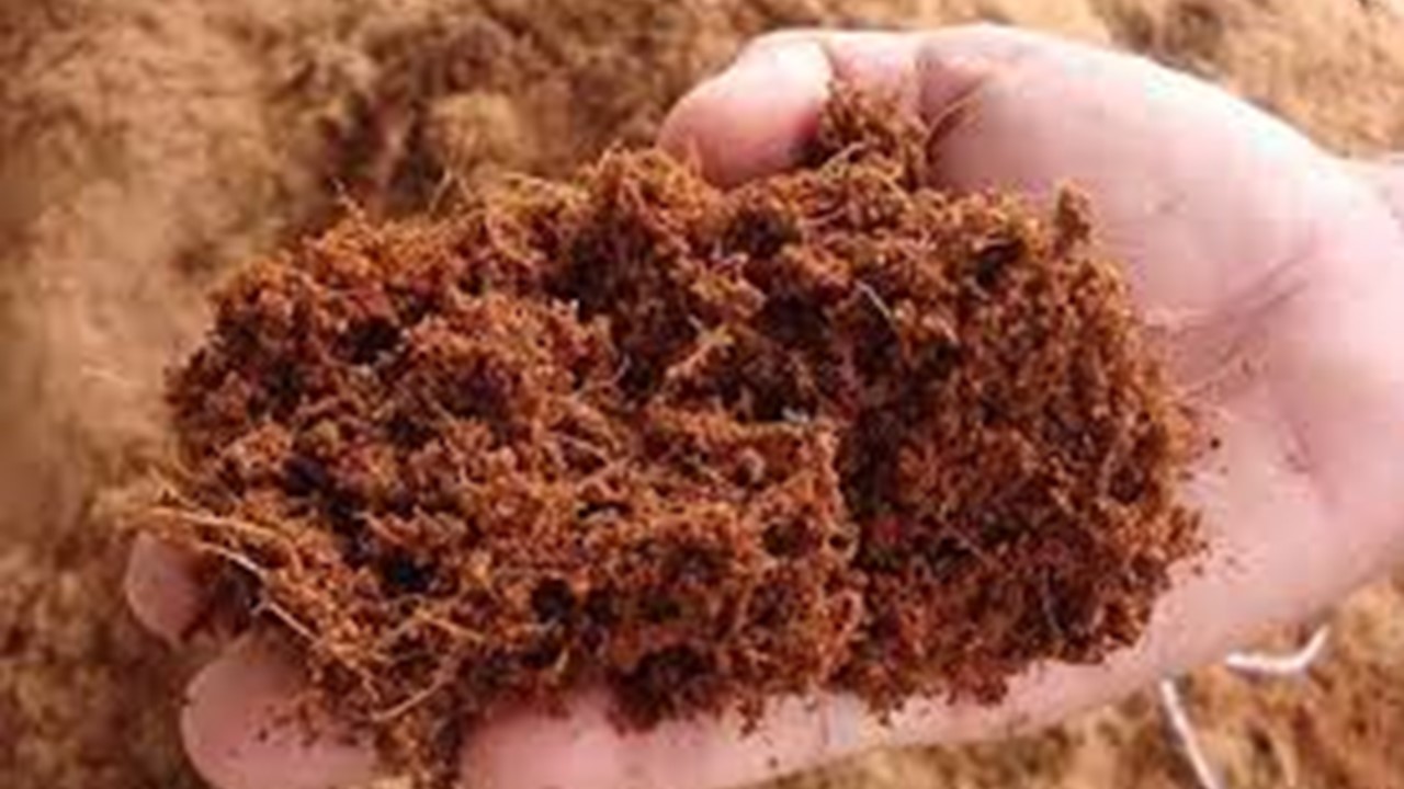 cocopeat