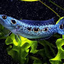 ikan channa