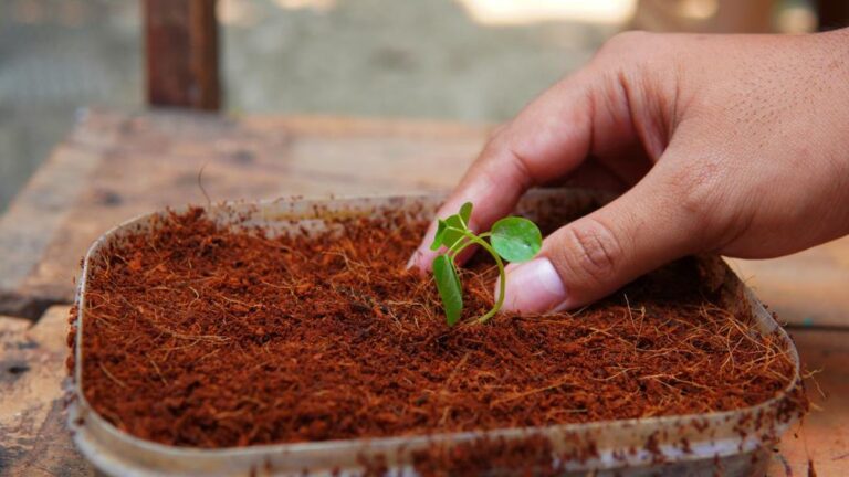 media-tanam-cocopeat_169