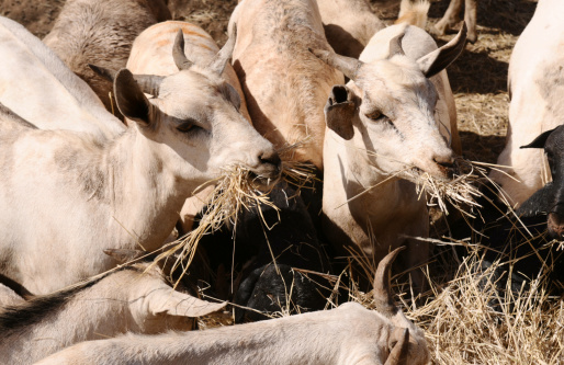 cara membuat pakan kambing