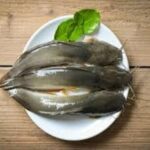 pakan maggot untuk ternak lele