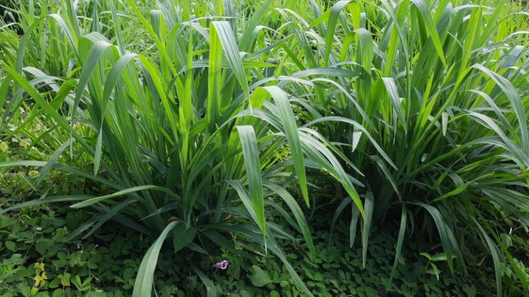 rumpu setaria