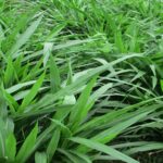 rumput odot pakan ternak unggul