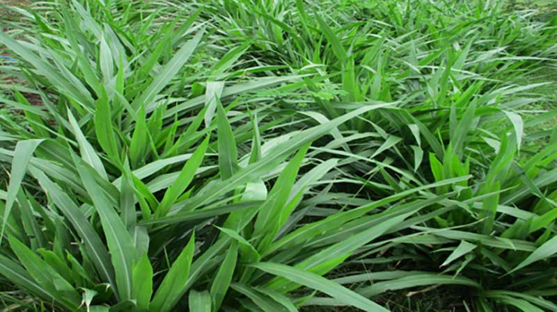 rumput odot pakan ternak unggul
