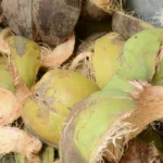 Proses Pembuatan Cocomesh dari Sabut Kelapa Alami