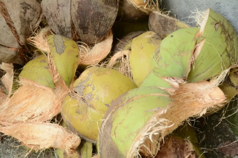Proses Pembuatan Cocomesh dari Sabut Kelapa Alami
