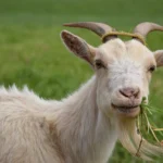 hijauan cocok untuk kambing