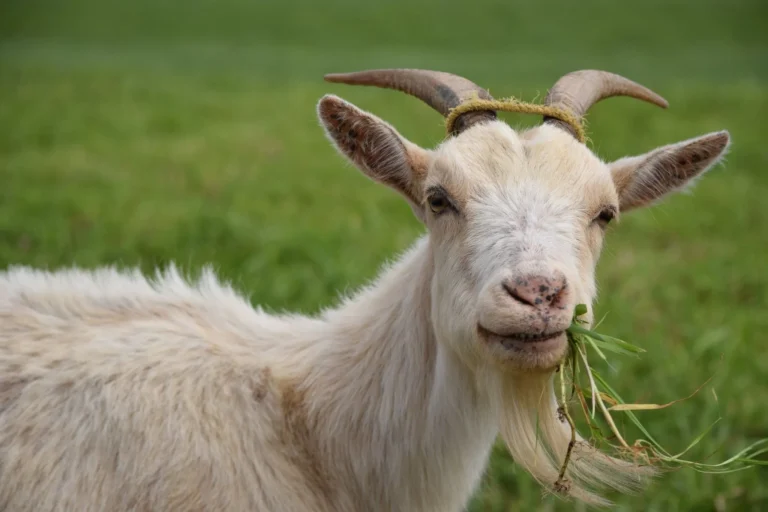 hijauan cocok untuk kambing