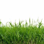rumput lokal kualitas unggul