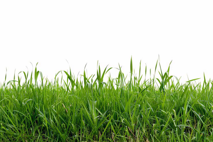 rumput lokal kualitas unggul