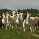 pelatihan ternak kambing intensif
