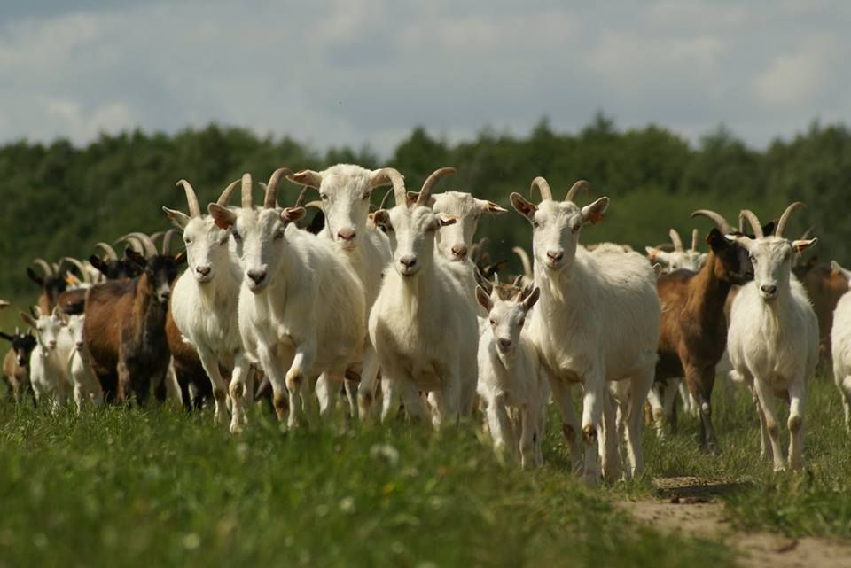pelatihan ternak kambing intensif