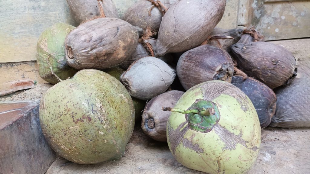 Panduan Lengkap Cara Usaha kelapa Tua untuk pemula