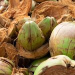 proses penghancuran sabut kelapa
