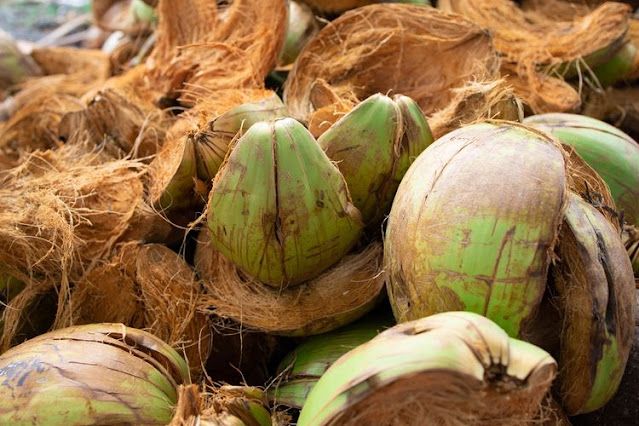 proses penghancuran sabut kelapa