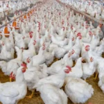 peluang usaha ayam potong