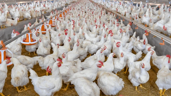 peluang usaha ayam potong