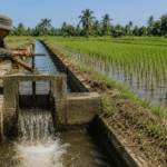 tips irigasi saat kemarau