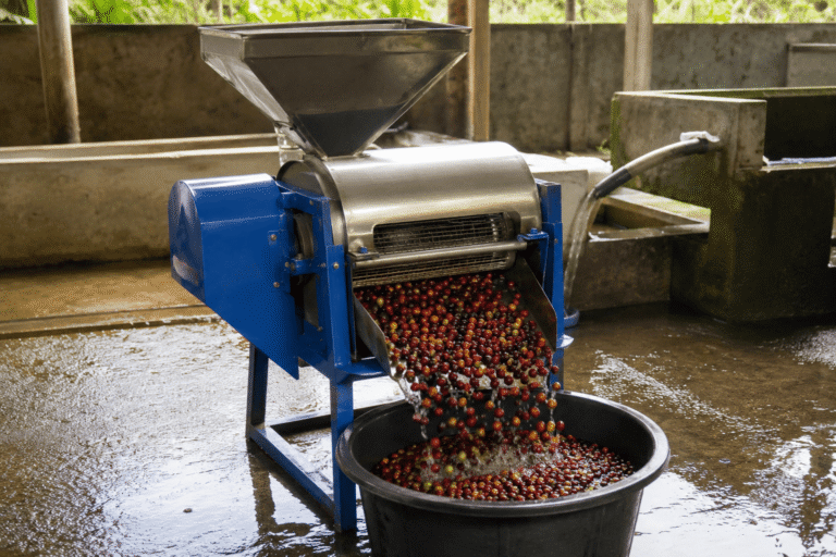 proses pengupasan kopi setelah panen
