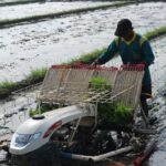 bibit padi ditanam berjajar