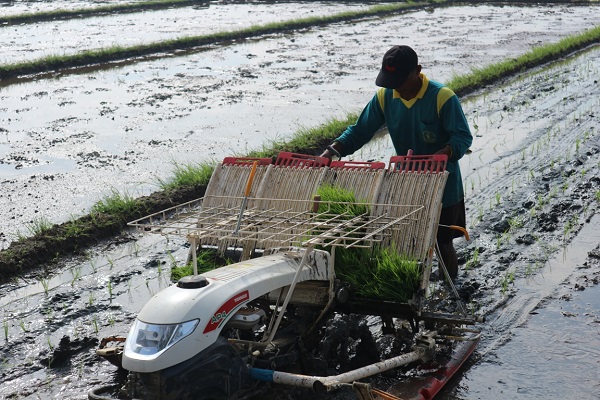 bibit padi ditanam berjajar