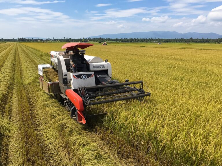 Alat Untuk Panen Padi Banyak