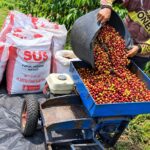 proses menggiling kopi sangrai