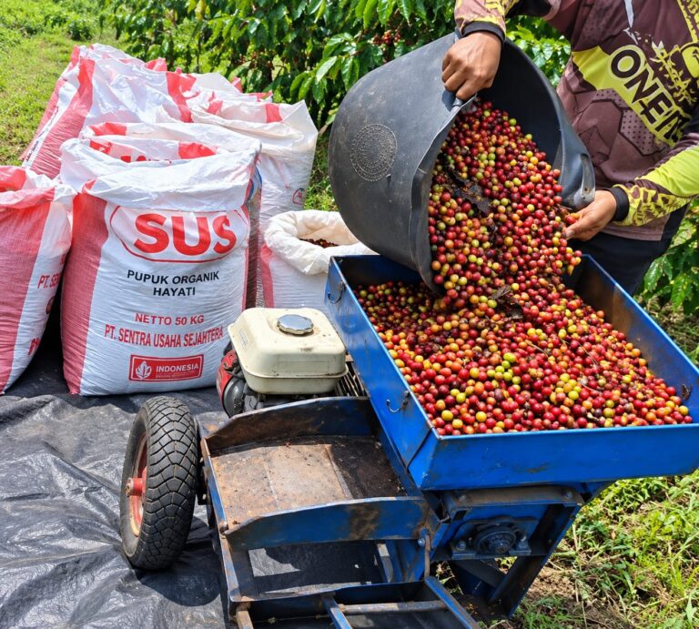 proses menggiling kopi sangrai