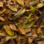 cara mengolah daun tembakau