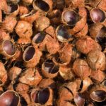 tempurung kelapa diolah jadi apa